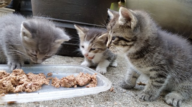 Hah I told you we're having meat again