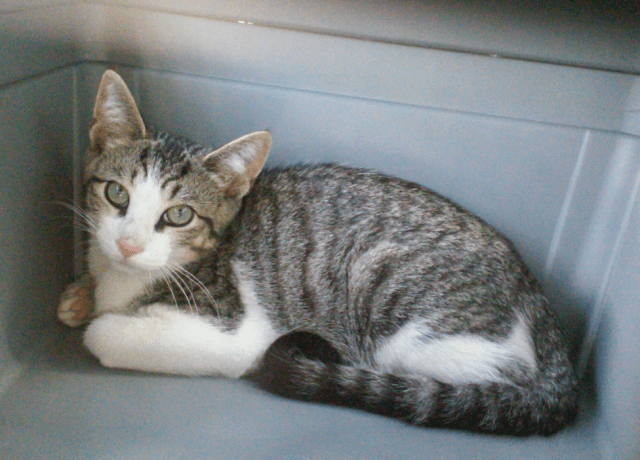 Screen shot 2016-08-15 at 5.16.51 PM.png